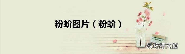 粉蚧 粉蚧图片
