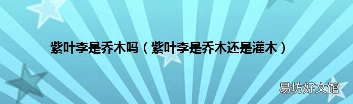 紫叶李是乔木还是灌木 紫叶李是乔木吗