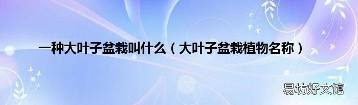 大叶子盆栽植物名称 一种大叶子盆栽叫什么