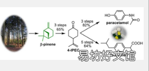 科学家用松树代替原油制造常见的止痛药