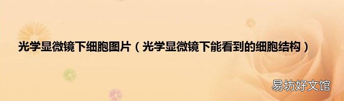 光学显微镜下能看到的细胞结构 光学显微镜下细胞图片
