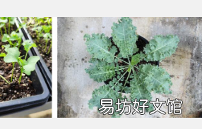 小蔬菜和成熟蔬菜的营养成分不同但两者都可能限制体重增加
