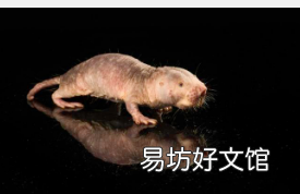 裸鼹鼠的长寿基因延长了小鼠的寿命