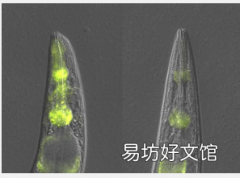 研究人员发现针对蛋白质聚集的组织特异性保护