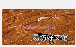 鳄鱼祖先的缓慢生长早于其半水生生活方式