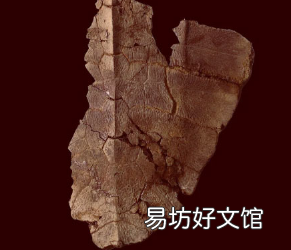 科学家在600万年前的龟壳中发现了微小的DNA痕迹