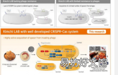 世界泡菜研究所的研究小组从泡菜中发现了具有高病抵抗力的乳酸菌菌株