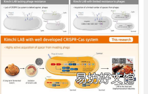 世界泡菜研究所的研究小组从泡菜中发现了具有高病抵抗力的乳酸菌菌株
