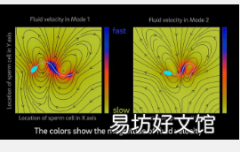 模型表明哺乳动物细胞有两种游泳模式