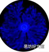 细菌储存记忆并将其世代相传
