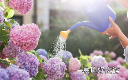 了解何时给绣球花浇水的简单方法