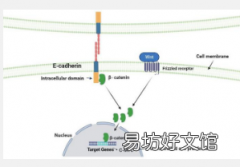 揭开遗传性弥漫性胃癌之谜