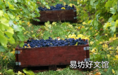 如何庆祝品丽珠日