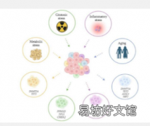 探索克隆造血及其对衰老癌症和患者护理的影响