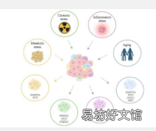探索克隆造血及其对衰老癌症和患者护理的影响