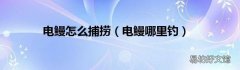 电鳗哪里钓 电鳗怎么捕捞