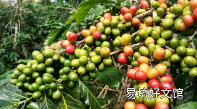 科学家为阿拉比卡咖啡生产染色体规模的基因组序列