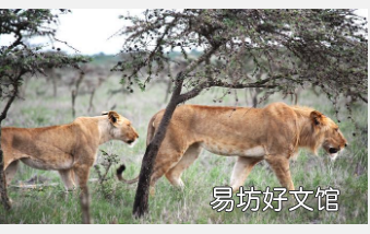 微小的蚂蚁扰乱了狮子的狩猎行为