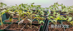 从种子开始种植自己的植物之前需要了解什么