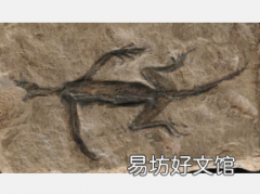 阿尔卑斯山最古老的爬行动物化石是历史赝品