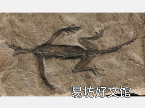 阿尔卑斯山最古老的爬行动物化石是历史赝品