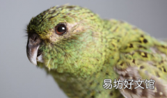 科学家对难以捉摸的夜鹦鹉的基因组进行了测序