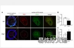 线粒体未折叠蛋白反应的破坏导致小鼠卵母细胞和体细胞端粒缩短