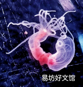 揭示了对动物防御机制和权衡的重要见解