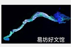 新发现的受体影响果蝇肠道发育