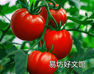 您现在应该为明年保存的所有种子