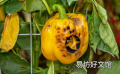 植物热应激的六种迹象