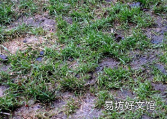 排水淹水草坪的两种简单方法