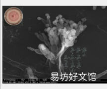 嗜热真菌化学多样性的分子机制及其生态生物学功能