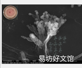 嗜热真菌化学多样性的分子机制及其生态生物学功能