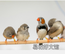 斑胸草雀幼鸟不会无缘无故地咿呀学语