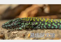 绿巨人蜥蜴为理解进化提供了线索