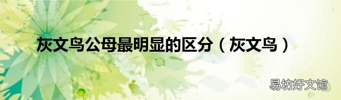 灰文鸟 灰文鸟公母最明显的区分