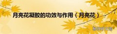 月亮花 月亮花凝胶的功效与作用