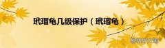 玳瑁龟 玳瑁龟几级保护