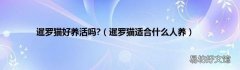 暹罗猫适合什么人养 暹罗猫好养活吗?