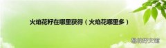 火焰花哪里多 火焰花籽在哪里获得