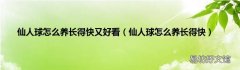 仙人球怎么养长得快 仙人球怎么养长得快又好看