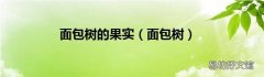 面包树 面包树的果实
