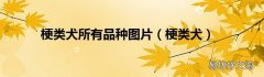 梗类犬 梗类犬所有品种图片