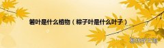 粽子叶是什么叶子 箬叶是什么植物