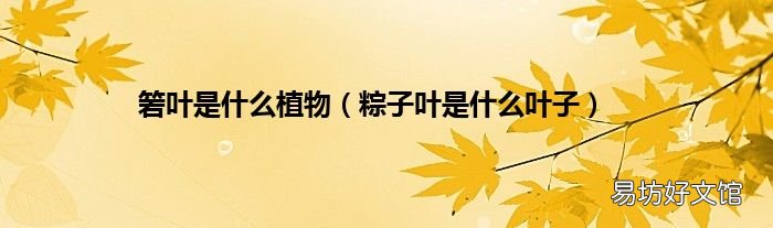 粽子叶是什么叶子 箬叶是什么植物