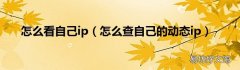 怎么查自己的动态ip 怎么看自己ip