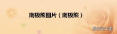 南极熊 南极熊图片