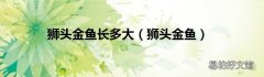 狮头金鱼 狮头金鱼长多大