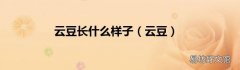 云豆 云豆长什么样子